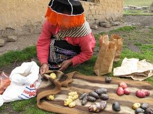 Plusieurs variétés de pommes de terre au Pérou - FAO