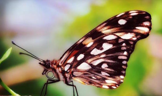 agraulis-vanillae-papillons2015-andre-sarrazin