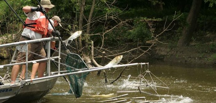 electrofishing-for-the-asian-carp-invasive-species-712x544