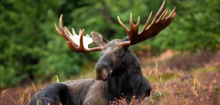 a-male-moose-takes-a-rest-in-a-field-during-a-light-rainshower-725x483