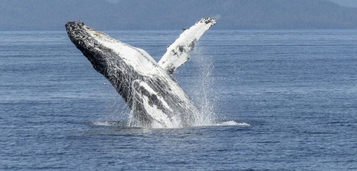 humpback-whale-436115_1280