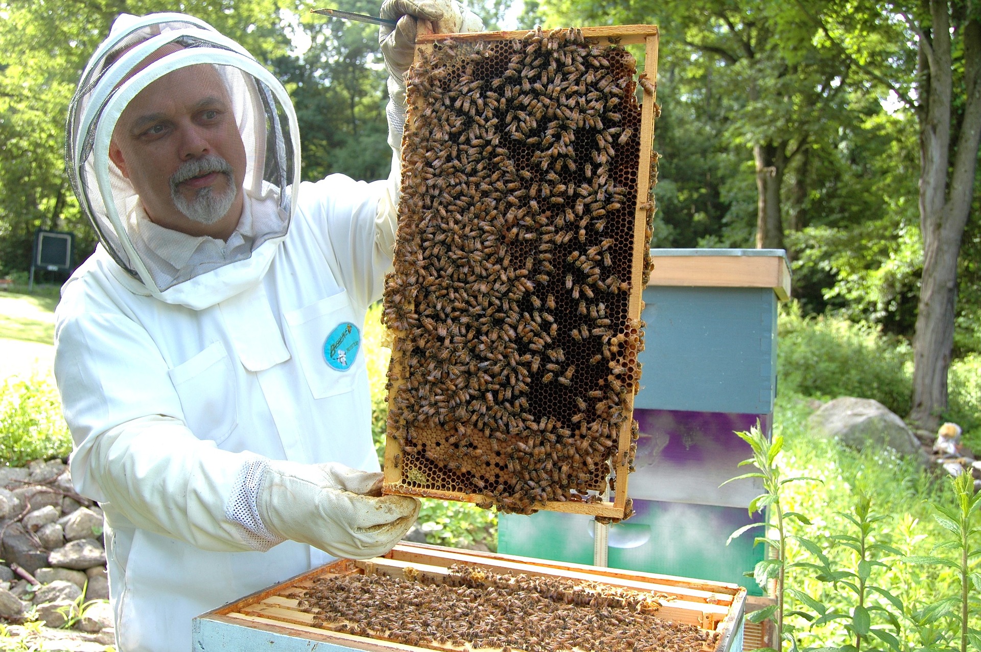 beekeeper-682944_1920