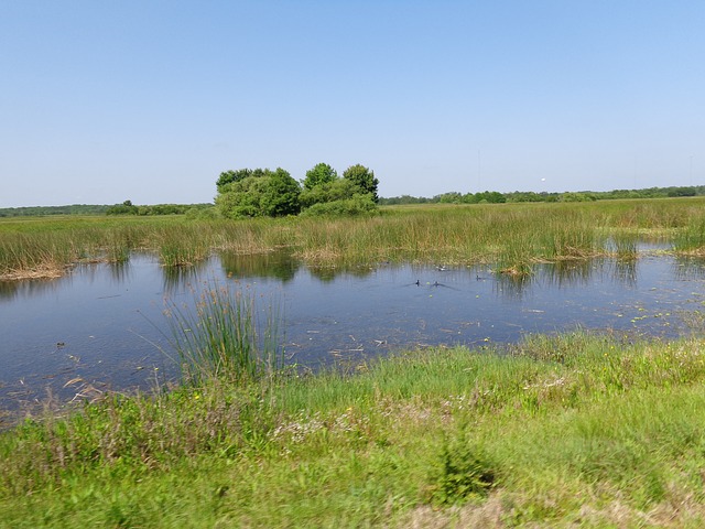 wetland-968762_640