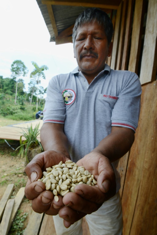 AFP/Archives / CRIS BOURONCLE Javier Sedano, producteur de café de Satipo au Pérou, montre une poignée de grains de café le 28 juin 2017
